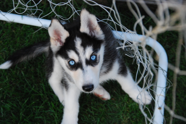 Koda in de goal.