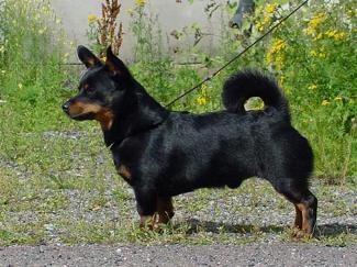 Lancashire Heeler