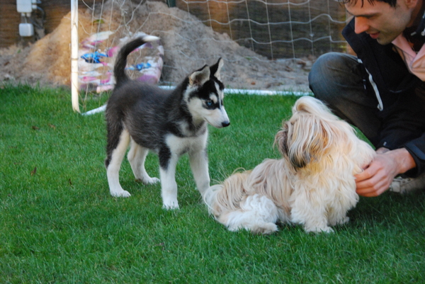 Best eng hoor, zo'n andere hond!