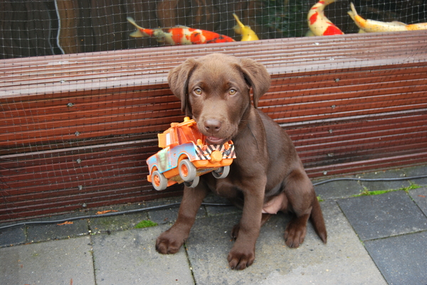 Djimmer met zijn speeltje