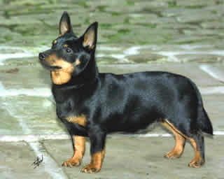 Lancashire Heeler