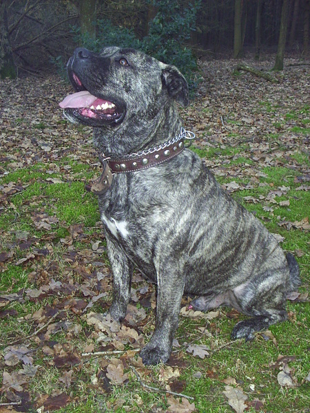 boris de verschrikkelijke