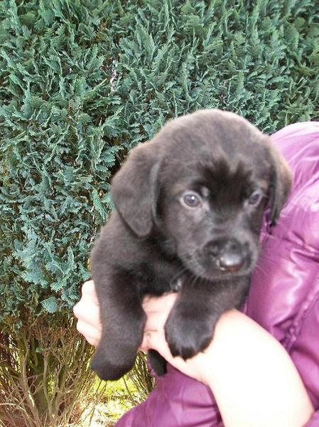 beau labrador x toller