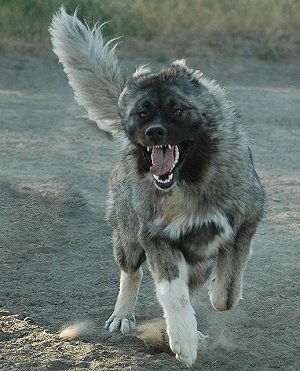 Kaukasische Owcharka