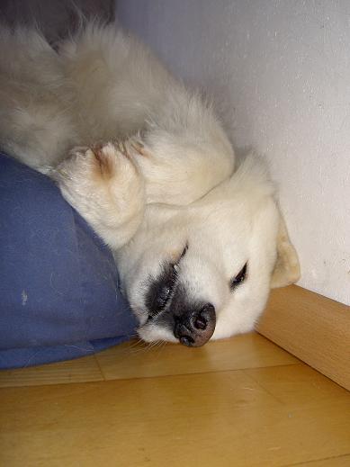 Bamses hobby? Slapen in alle mogelijke standen.