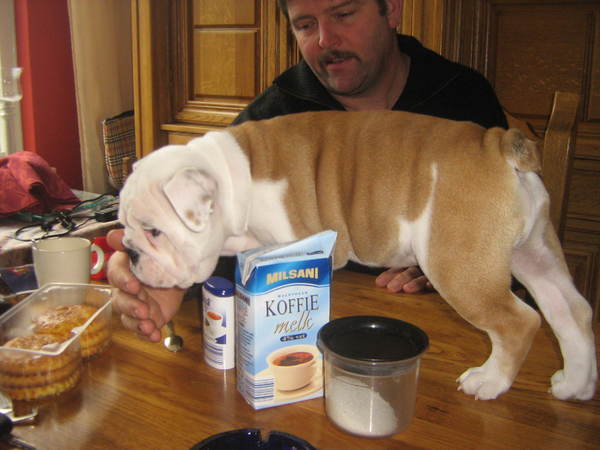 ik wil ook een gevulde koek!