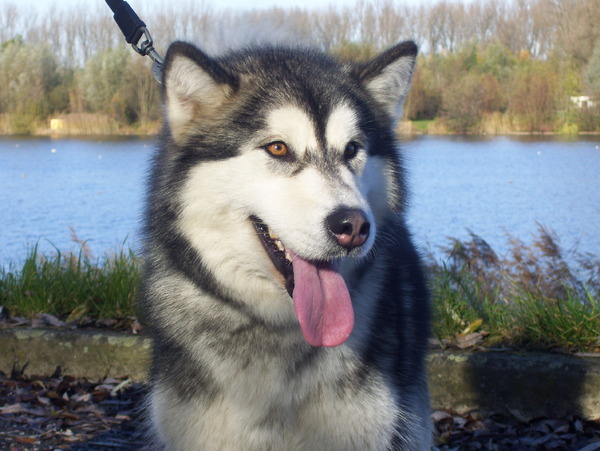 Alaskan Malamute