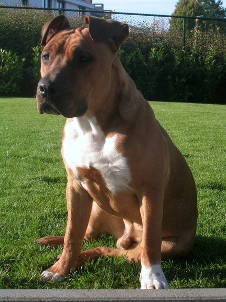 American Staffordshire Terrier