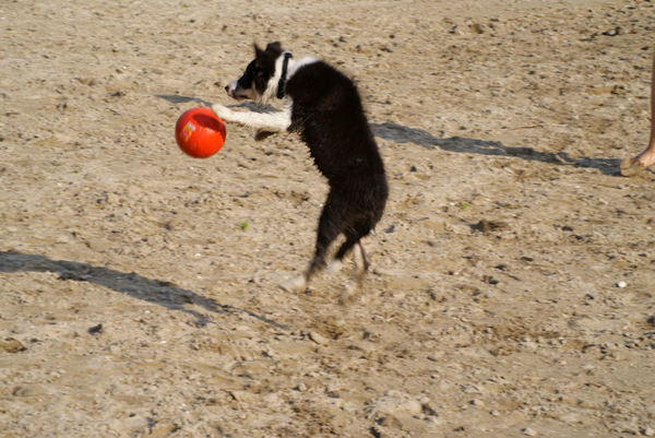 Luka en met zijn bal in actie