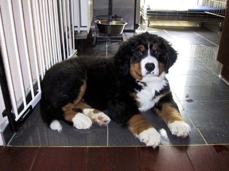 Berner Sennenhond