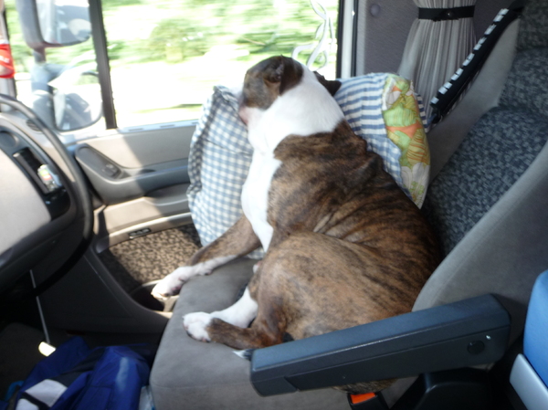 hier diesel emt ze favo hobby!chillen in de vrachtwagen van ze baasie!