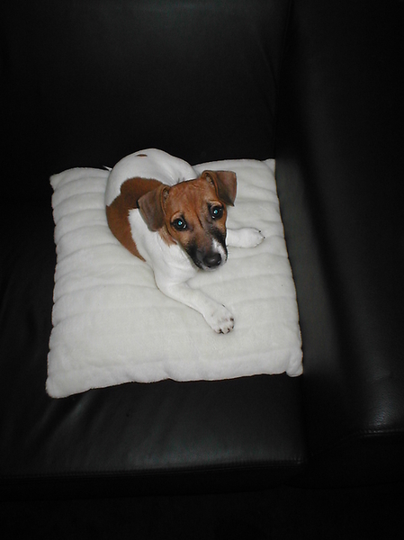 Binky toen hij nog een pup was