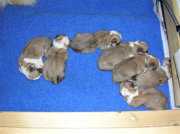 Welsh Corgi Pembroke