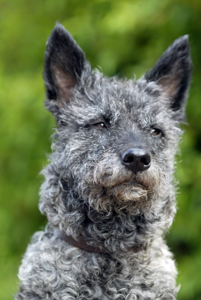 Hollandse Herdershond