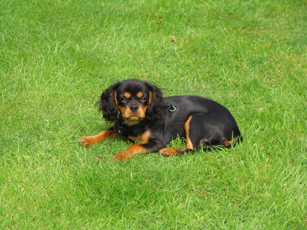 Cavalier King Charles Spaniel