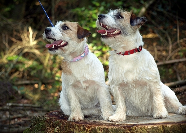 Jack Russell Terrier