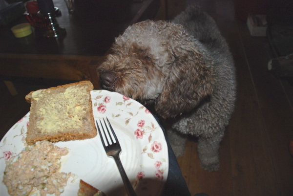 Lekker, zalmslaatje ;-)