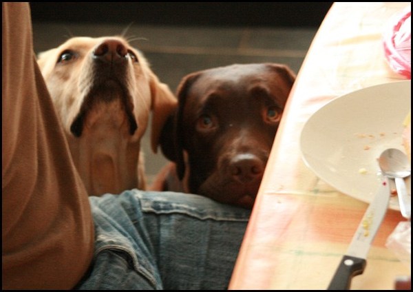 baasje ik heb honger