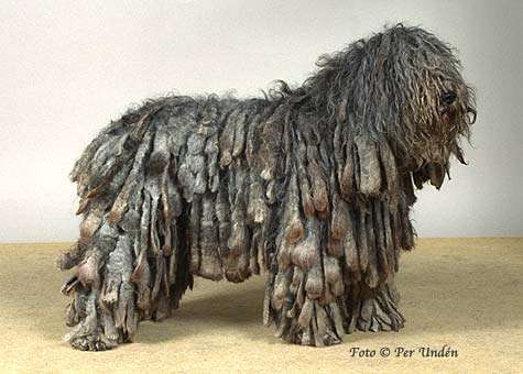 Bergamasco
