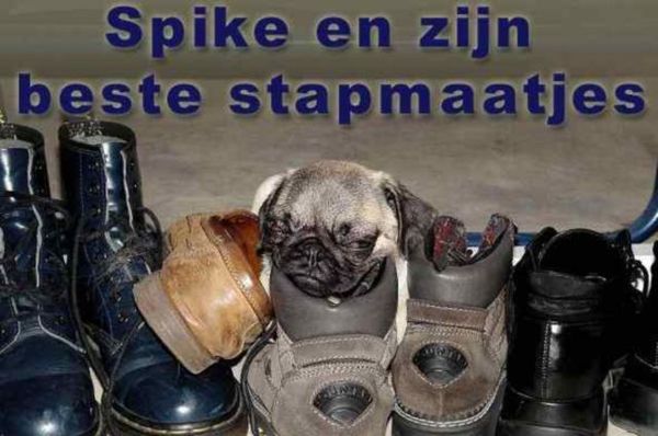 Spike en zijn stapmaatjes..