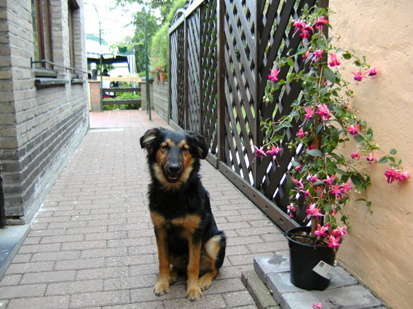 max naast de bloemetjes op onze koer