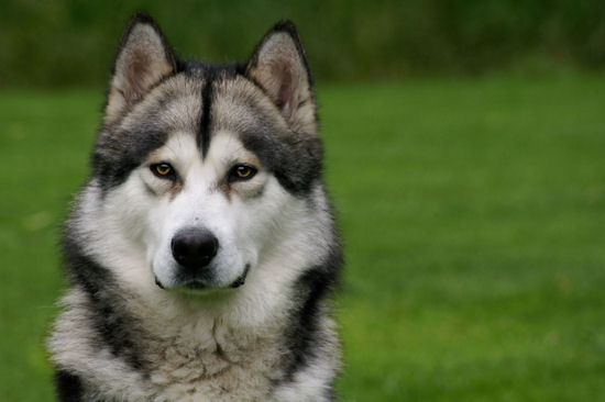 Alaskan Malamute