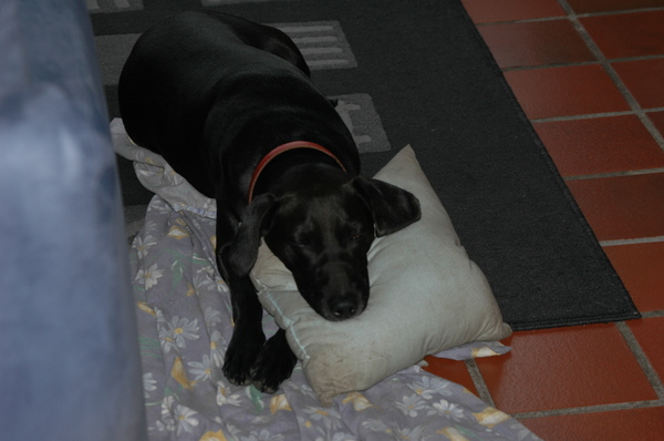 Hoe bedoel je ik ben niet lui....