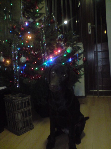 Hektor vorig jaar met kerst