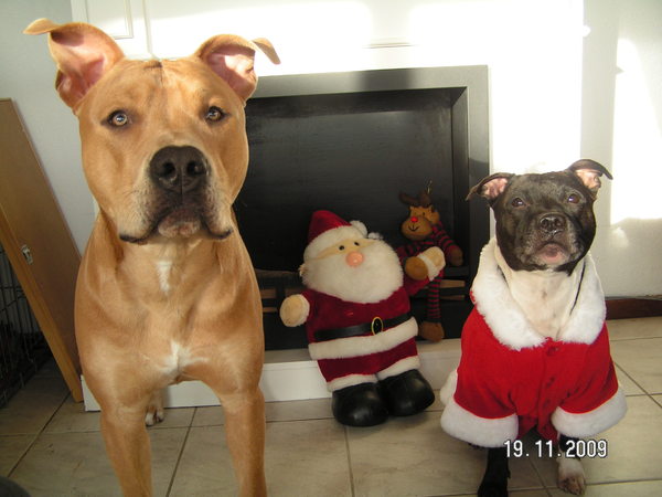 Mijn Kerst (b)engeltjes