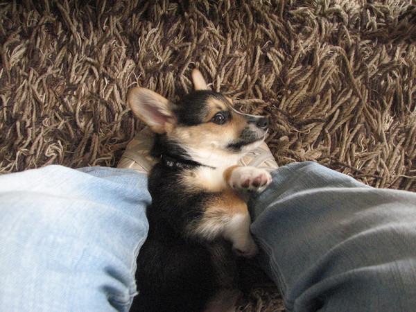 Samson op de voetjes