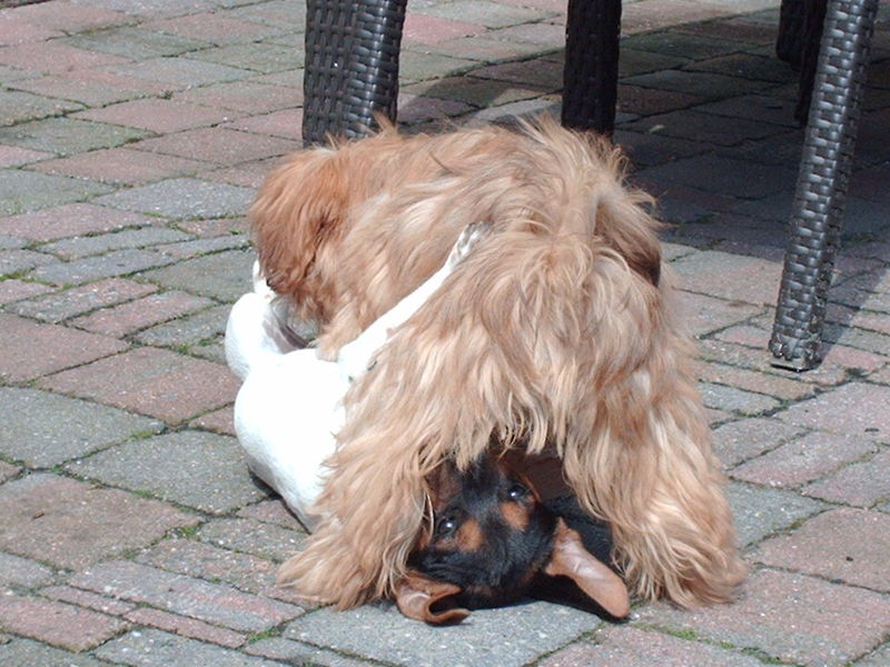 Stoeipartijtjes leveren rare situaties op.