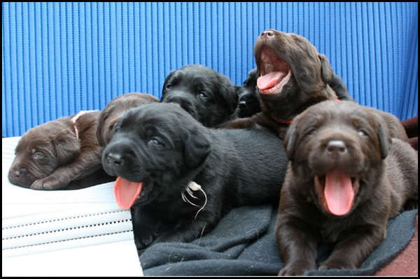 genoeg gapende honden ?