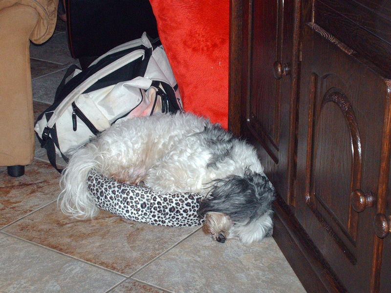 Slapen in een kattenmand levert ook rare houdingen op.