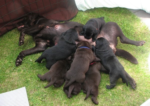 zo onderste boven melk geven...