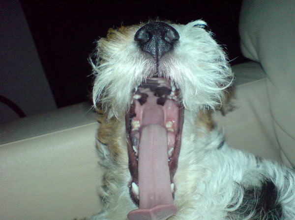 Gaapkampioen Morris!!!