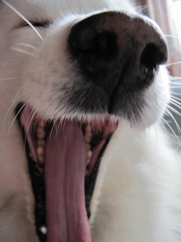 Verder kan die bek niet open.