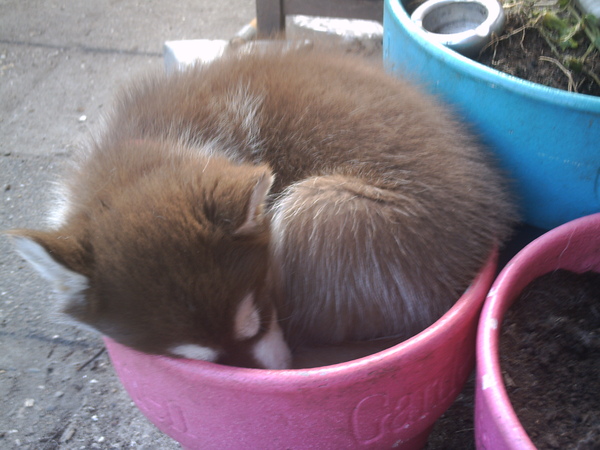 waar is me hond nou!