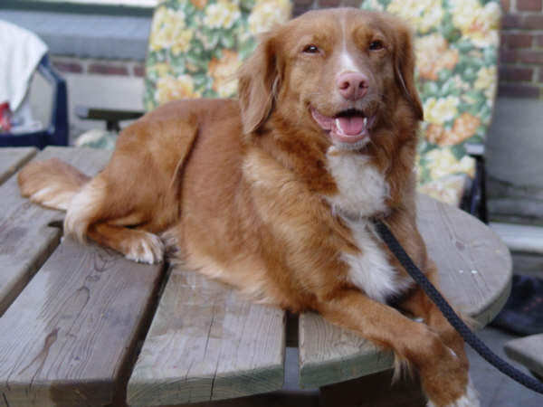 Nova Scotia Duck Tolling Retriever