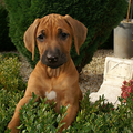 Rhodesian Ridgeback