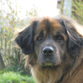 Leonberger