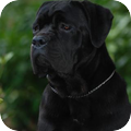 Cane Corso Italiano