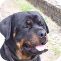 Rottweiler