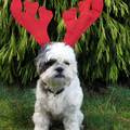 Kyra met kerst
