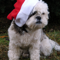 met kerst