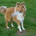 Sheltie