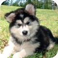 Alaskan Malamute