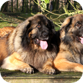 Leonberger