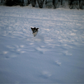 beetje onduidelijke foto van n aantal jaar geleden, met n simpele camera. Maar het is een vliegende jimmy die heel hoog boven de sneeuw uitspringt :P