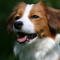 Kooikerhondje