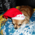 Onze Chi Evita incl. kerstmuts! :-)